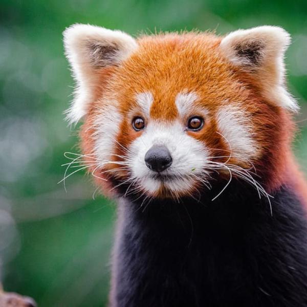pandita